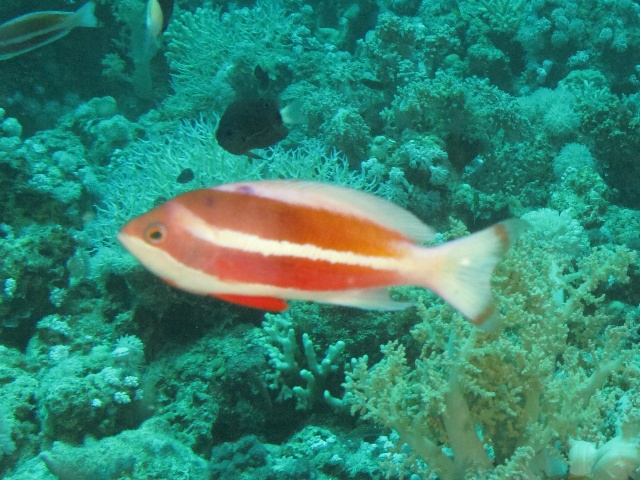 Pseudanthias taeniatus